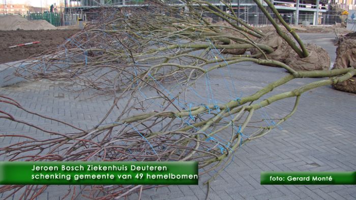 0montE8269- jbz hemelboom-  web 2011