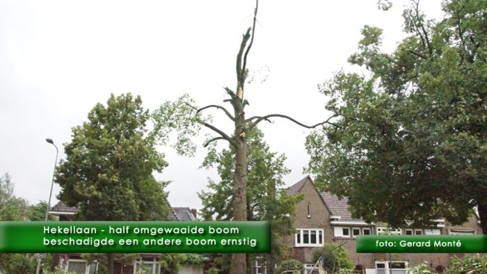 0montE9151d- omgewaaide bomen-  web 2011