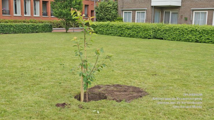 DSC08608-  Antoniegaarde verwenzorgdag kersenboom - foto GerardMontE - web