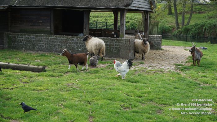 DSC03495- Orthen 1200 benkske vrijmarkt schaarhuisplein - 27apr2015 - foto GerardMontE web