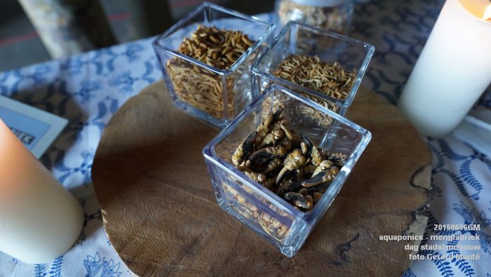 DSC01006- aquaponics in mengfabriek - dag stadslandbouw - 6juni2015 - foto GerardMontE web