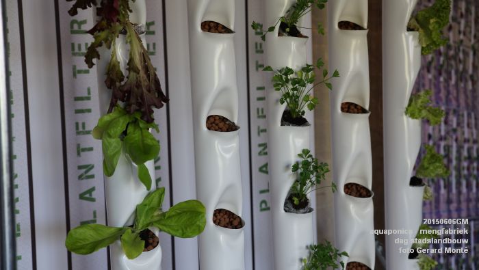 DSC01019- aquaponics in mengfabriek - dag stadslandbouw - 6juni2015 - foto GerardMontE web
