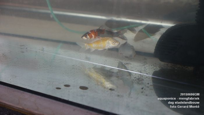 DSC01020- aquaponics in mengfabriek - dag stadslandbouw - 6juni2015 - foto GerardMontE web