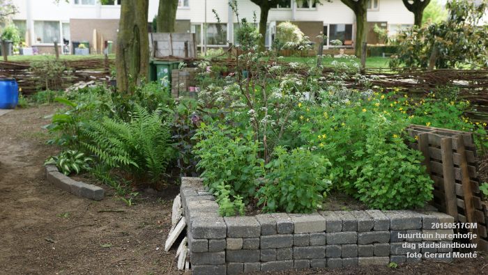 aDSC06272- buurttuin harenhofje dag stadslandbouw - 17mei2015 - foto GerardMontE