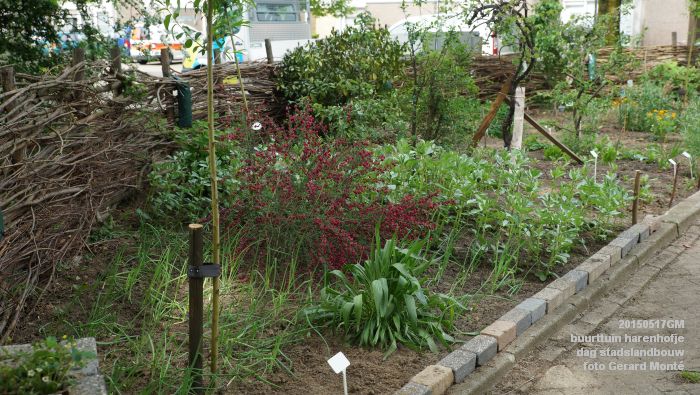 aDSC06275- buurttuin harenhofje dag stadslandbouw - 17mei2015 - foto GerardMontE