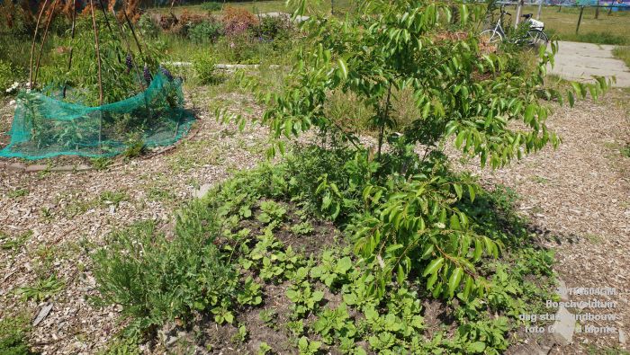 bDSC00416- Boschveldtuin - dag stadslandbouw - 4juni2015 - foto GerardMontE web