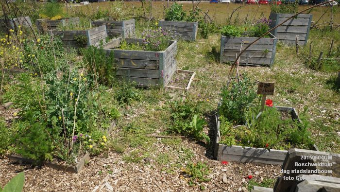bDSC00418- Boschveldtuin - dag stadslandbouw - 4juni2015 - foto GerardMontE web