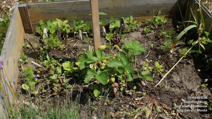 bDSC00419- Boschveldtuin - dag stadslandbouw - 4juni2015 - foto GerardMontE web