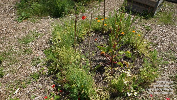 bDSC00423- Boschveldtuin - dag stadslandbouw - 4juni2015 - foto GerardMontE web