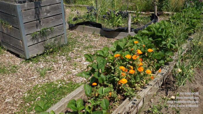 bDSC00426- Boschveldtuin - dag stadslandbouw - 4juni2015 - foto GerardMontE web