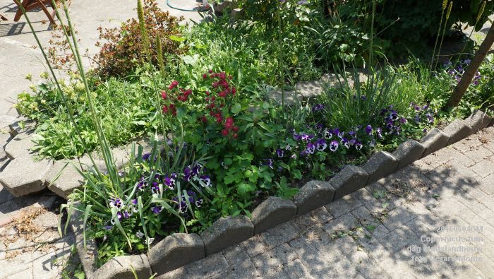 bDSC00434- Copernicus-tuin - dag stadslandbouw - 4juni2015 - foto GerardMontE web