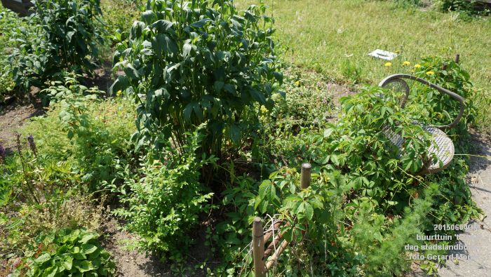 bDSC00437- buurttuin 