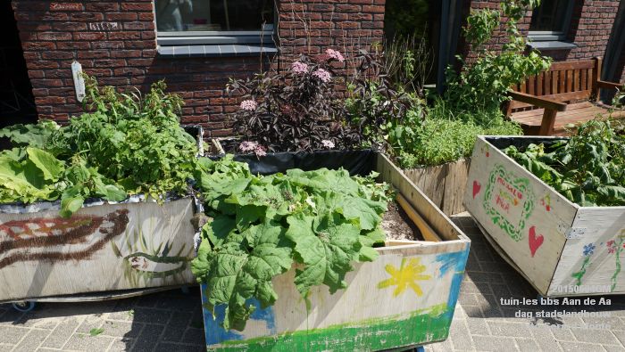 bDSC00457- tuin-les bbs Aan de Aa - dag stadslandbouw - 4juni2015 - foto GerardMontE web