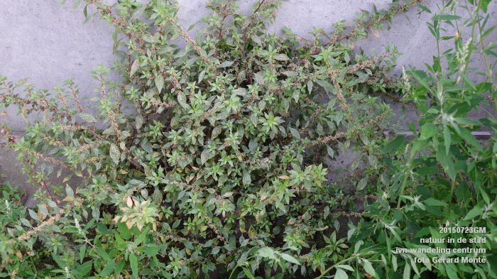 DSC09121- natuur in de stad ivn-wandeling centrum - 23juli2015 - foto GerardMontE web