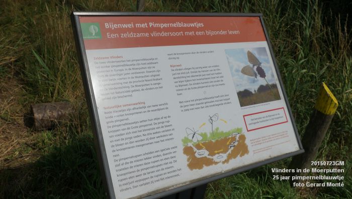 DSC00085- Vlinders in de Moerputten - 25 jaar pimpernelblauwtje - 23juli2015 - foto GerardMontE web DSC00085- Vlinders in de Moerputten - 25 jaar pimpernelblauwtje - 23juli2015 - foto GerardMontE web