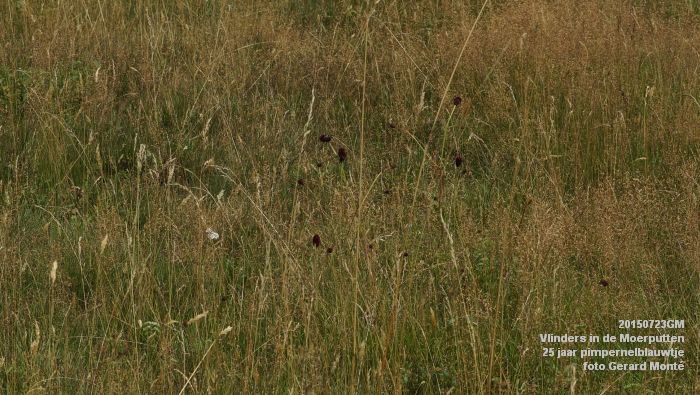 DSC00087- Vlinders in de Moerputten - 25 jaar pimpernelblauwtje - 23juli2015 - foto GerardMontE web DSC00087- Vlinders in de Moerputten - 25 jaar pimpernelblauwtje - 23juli2015 - foto GerardMontE web