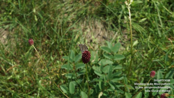 DSC00094- Vlinders in de Moerputten - 25 jaar pimpernelblauwtje - 23juli2015 - foto GerardMontE web DSC00094- Vlinders in de Moerputten - 25 jaar pimpernelblauwtje - 23juli2015 - foto GerardMontE web