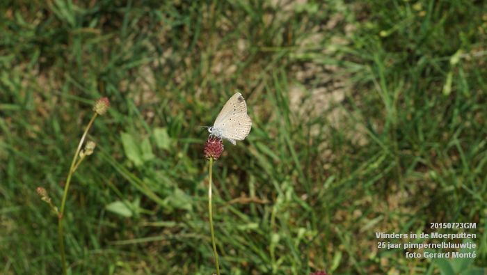 DSC00100- Vlinders in de Moerputten - 25 jaar pimpernelblauwtje - 23juli2015 - foto GerardMontE web DSC00100- Vlinders in de Moerputten - 25 jaar pimpernelblauwtje - 23juli2015 - foto GerardMontE web