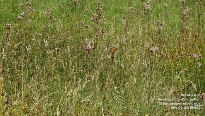 DSC00103- Vlinders in de Moerputten - 25 jaar pimpernelblauwtje - 23juli2015 - foto GerardMontE web DSC00103- Vlinders in de Moerputten - 25 jaar pimpernelblauwtje - 23juli2015 - foto GerardMontE web