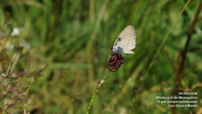 DSC00108- Vlinders in de Moerputten - 25 jaar pimpernelblauwtje - 23juli2015 - foto GerardMontE web DSC00108- Vlinders in de Moerputten - 25 jaar pimpernelblauwtje - 23juli2015 - foto GerardMontE web