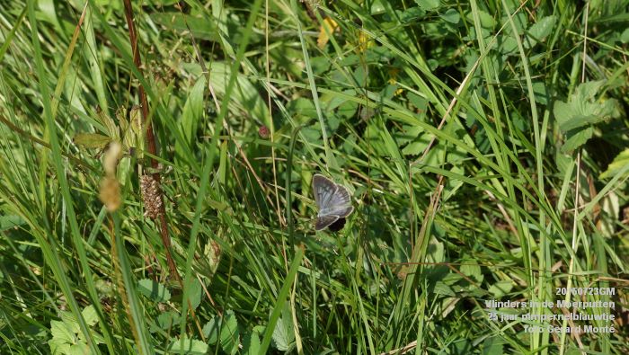 DSC00111- Vlinders in de Moerputten - 25 jaar pimpernelblauwtje - 23juli2015 - foto GerardMontE web DSC00111- Vlinders in de Moerputten - 25 jaar pimpernelblauwtje - 23juli2015 - foto GerardMontE web