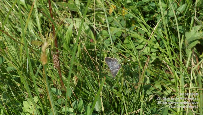 DSC00112- Vlinders in de Moerputten - 25 jaar pimpernelblauwtje - 23juli2015 - foto GerardMontE web DSC00112- Vlinders in de Moerputten - 25 jaar pimpernelblauwtje - 23juli2015 - foto GerardMontE web