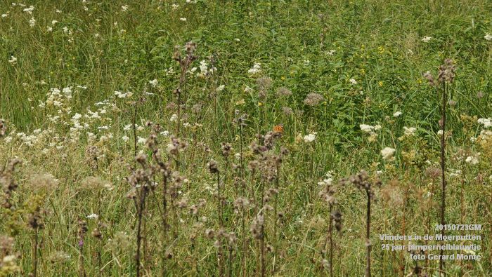 DSC00118- Vlinders in de Moerputten - 25 jaar pimpernelblauwtje - 23juli2015 - foto GerardMontE web DSC00118- Vlinders in de Moerputten - 25 jaar pimpernelblauwtje - 23juli2015 - foto GerardMontE web