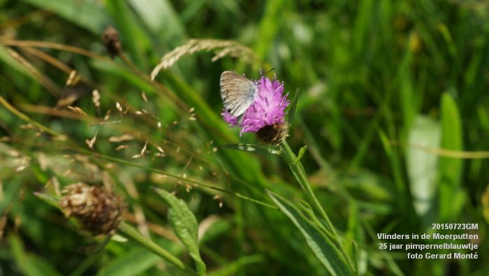 DSC00119- Vlinders in de Moerputten - 25 jaar pimpernelblauwtje - 23juli2015 - foto GerardMontE web DSC00119- Vlinders in de Moerputten - 25 jaar pimpernelblauwtje - 23juli2015 - foto GerardMontE web