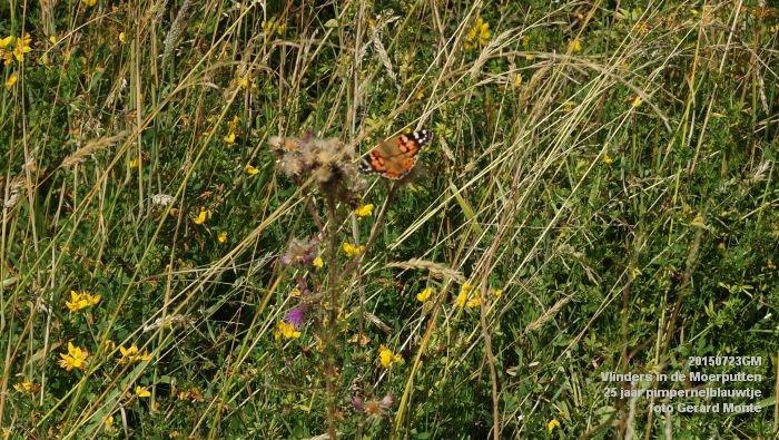 DSC00120- Vlinders in de Moerputten - 25 jaar pimpernelblauwtje - 23juli2015 - foto GerardMontE web DSC00120- Vlinders in de Moerputten - 25 jaar pimpernelblauwtje - 23juli2015 - foto GerardMontE web