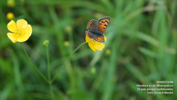 DSC00129- Vlinders in de Moerputten - 25 jaar pimpernelblauwtje - 23juli2015 - foto GerardMontE web DSC00129- Vlinders in de Moerputten - 25 jaar pimpernelblauwtje - 23juli2015 - foto GerardMontE web