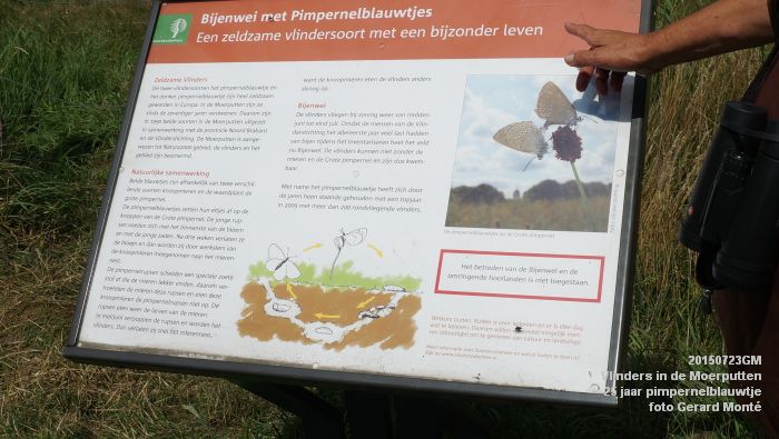 DSC00137- Vlinders in de Moerputten - 25 jaar pimpernelblauwtje - 23juli2015 - foto GerardMontE web DSC00137- Vlinders in de Moerputten - 25 jaar pimpernelblauwtje - 23juli2015 - foto GerardMontE web