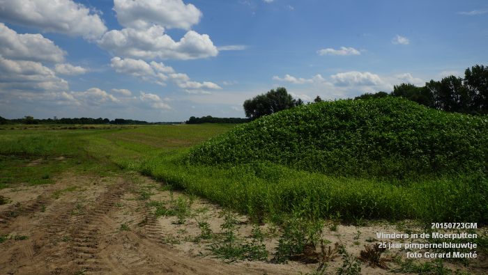 DSC00143- Vlinders in de Moerputten - 25 jaar pimpernelblauwtje - 23juli2015 - foto GerardMontE web DSC00143- Vlinders in de Moerputten - 25 jaar pimpernelblauwtje - 23juli2015 - foto GerardMontE web