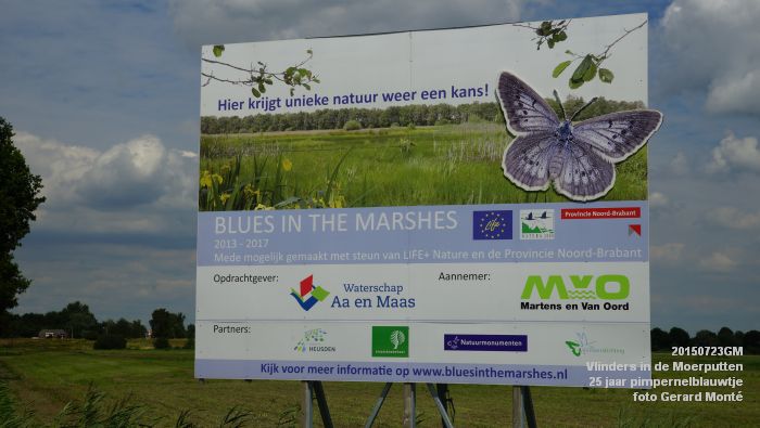 DSC00146- Vlinders in de Moerputten - 25 jaar pimpernelblauwtje - 23juli2015 - foto GerardMontE web DSC00146- Vlinders in de Moerputten - 25 jaar pimpernelblauwtje - 23juli2015 - foto GerardMontE web