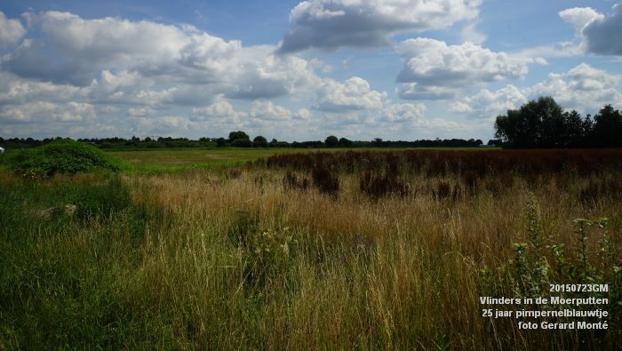cDSC09969- Vlinders in de Moerputten - 25 jaar pimpernelblauwtje - 23juli2015 - foto GerardMontE web cDSC09969- Vlinders in de Moerputten - 25 jaar pimpernelblauwtje - 23juli2015 - foto GerardMontE web