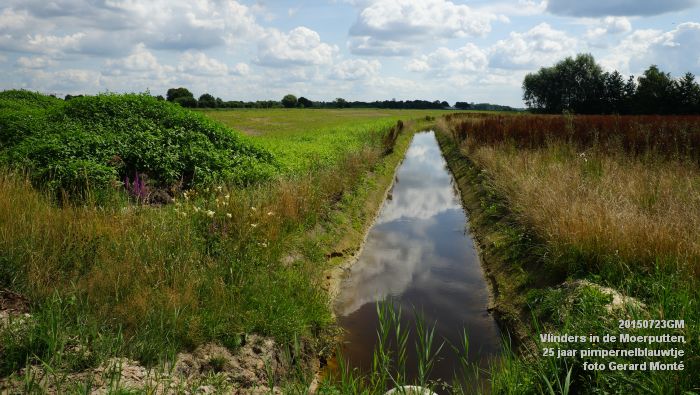 cDSC09971- Vlinders in de Moerputten - 25 jaar pimpernelblauwtje - 23juli2015 - foto GerardMontE web cDSC09971- Vlinders in de Moerputten - 25 jaar pimpernelblauwtje - 23juli2015 - foto GerardMontE web