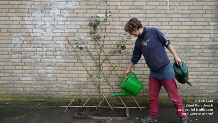 DSC00116- t Zand Den Bosch- project lei-fruitboom - 7nov2015 - foto GerardMontE web