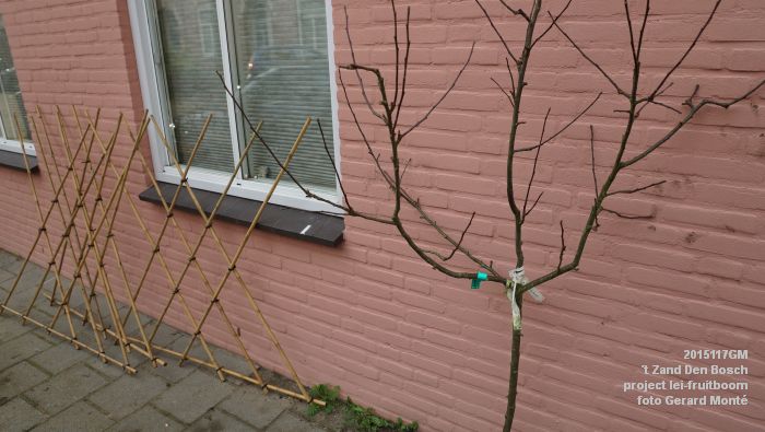 DSC00121- t Zand Den Bosch- project lei-fruitboom - 7nov2015 - foto GerardMontE web