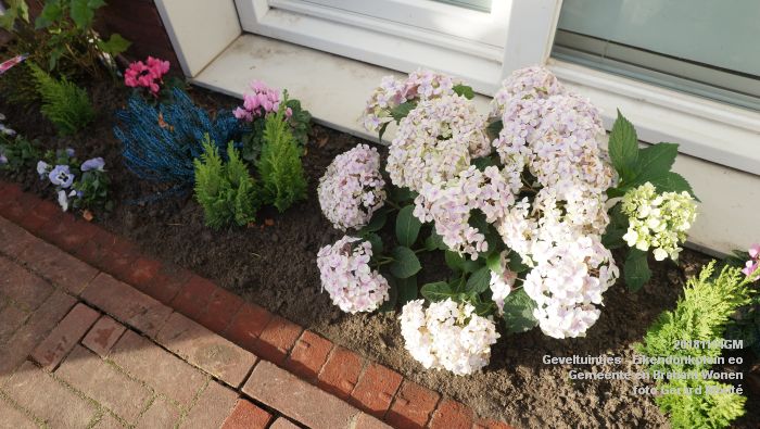 DSC02803- Geveltuintjes - Eikendonkplein - Gemeente BrabWonen - 14nov2018 -  foto GerardMontE web