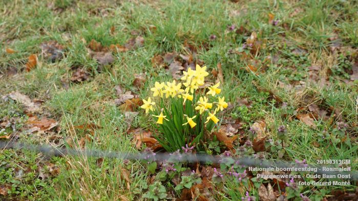 DSC08060- Nationale boomfeestdag 2019 - Rosmalen - Paardenweitjes Oude Baan Oost - 13mrt2019 -  foto GerardMontE web