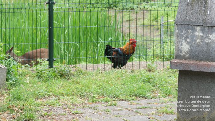 DSC04660- Babel-bieb voorlezen buiten de deur - Zorgboerderij Oosterhoeve Oosterplas - 14juli2019 -  foto GerardMontE web