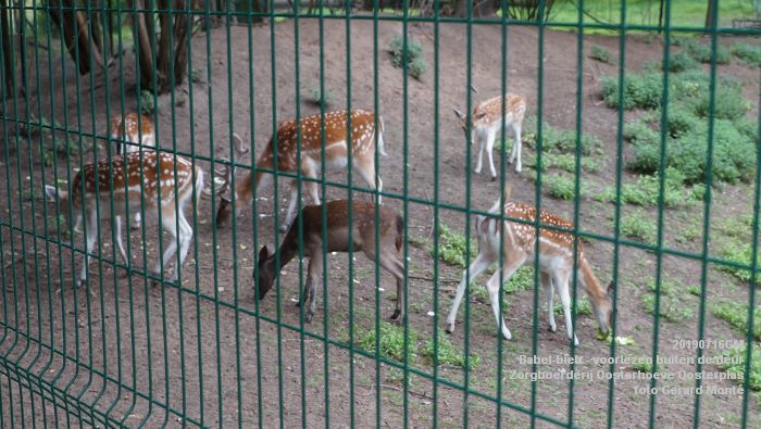 DSC04693- Babel-bieb voorlezen buiten de deur - Zorgboerderij Oosterhoeve Oosterplas - 14juli2019 -  foto GerardMontE web