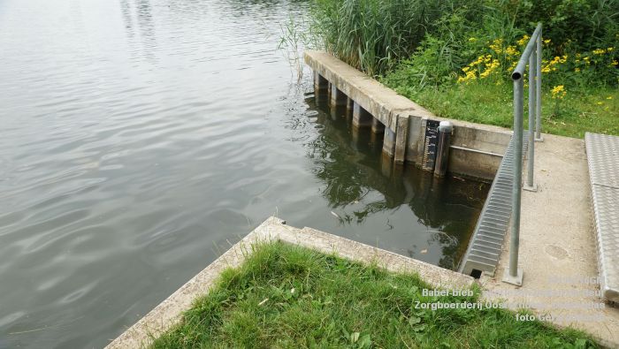 DSC04725- Babel-bieb voorlezen buiten de deur - Zorgboerderij Oosterhoeve Oosterplas - 14juli2019 -  foto GerardMontE web